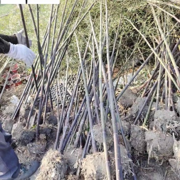 黑竹批发紫竹苗圃基地直销成都黑竹价格自产自销量大价