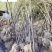 黑竹批发紫竹苗圃基地直销成都黑竹价格自产自销量大价
