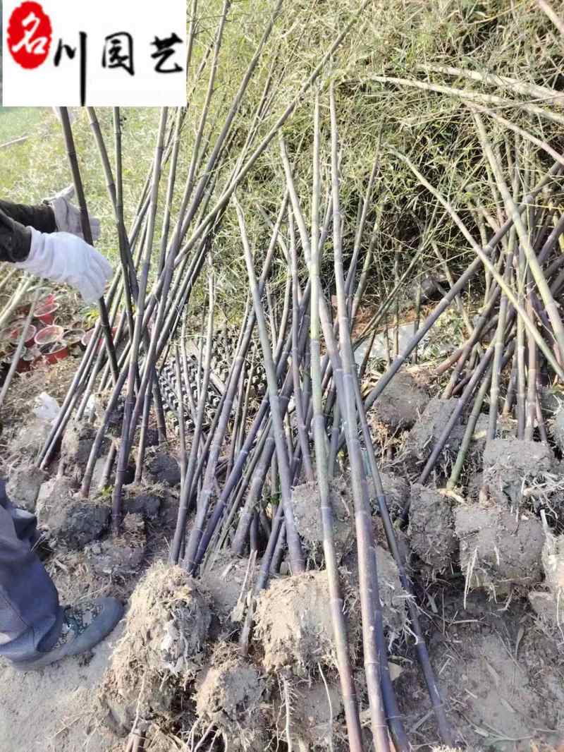 黑竹批发紫竹苗圃基地直销成都黑竹价格自产自销量大价