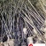 黑竹批发紫竹苗圃基地直销成都黑竹价格自产自销量大价