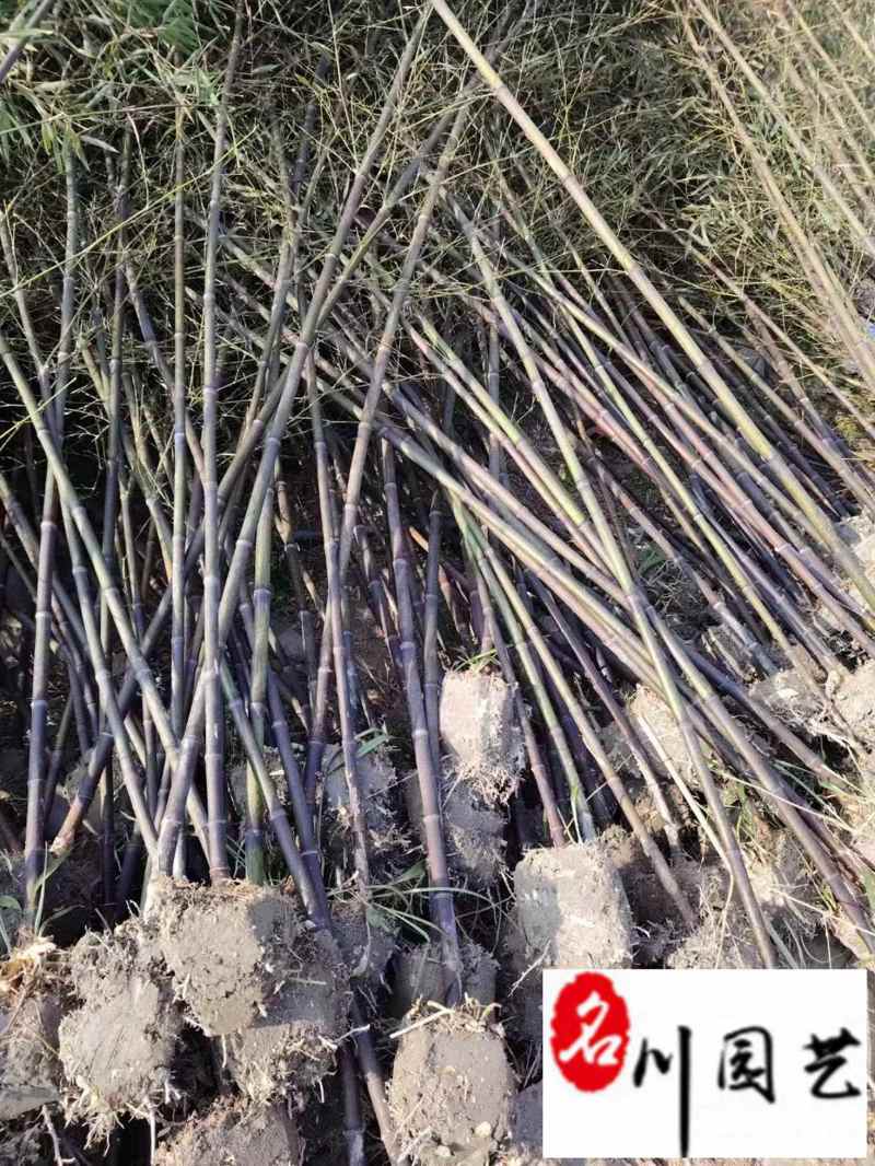 黑竹批发紫竹苗圃基地直销成都黑竹价格自产自销量大价
