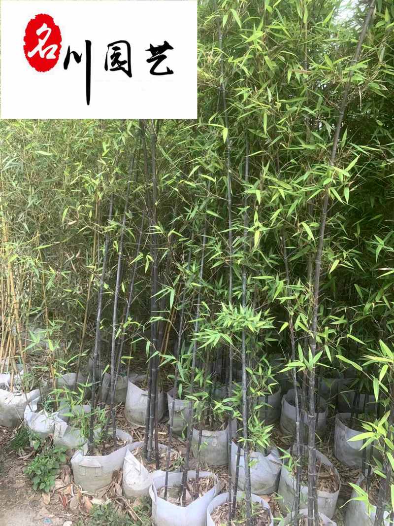 黑竹批发紫竹苗圃基地直销成都黑竹价格自产自销量大价