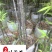 黑竹批发紫竹苗圃基地直销成都黑竹价格自产自销量大价