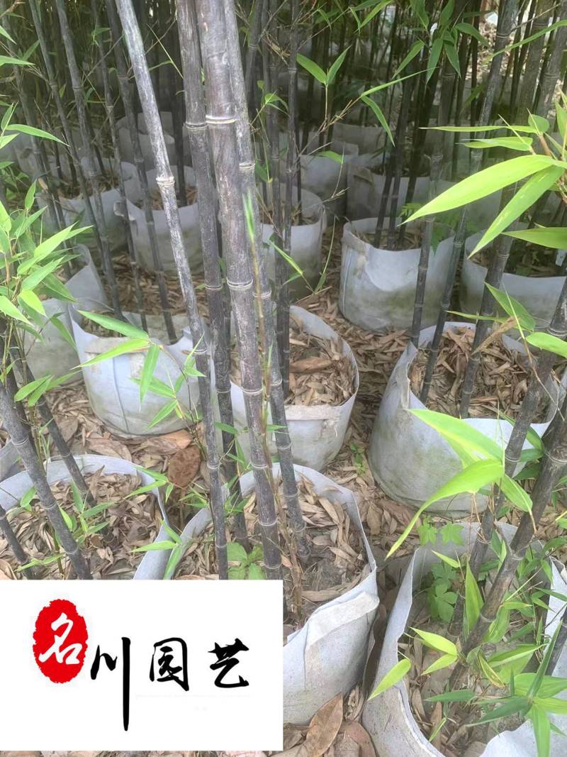 黑竹批发紫竹苗圃基地直销成都黑竹价格自产自销量大价
