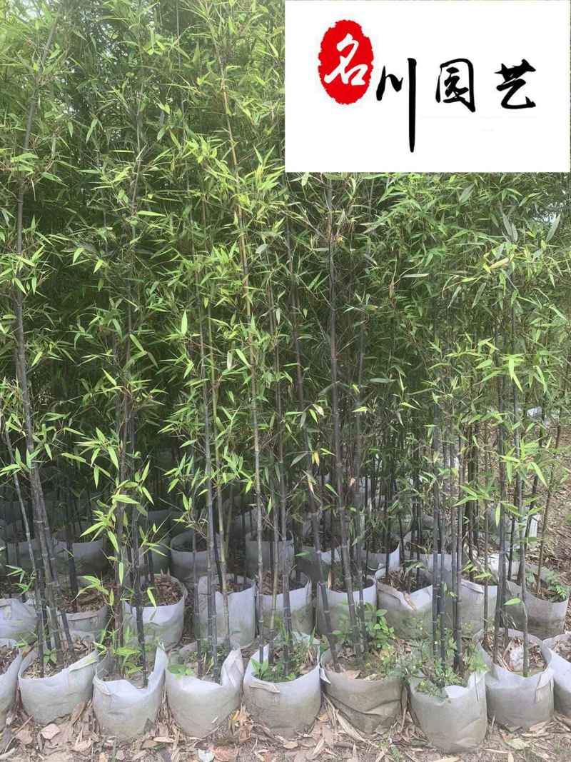 黑竹批发紫竹苗圃基地直销成都黑竹价格自产自销量大价