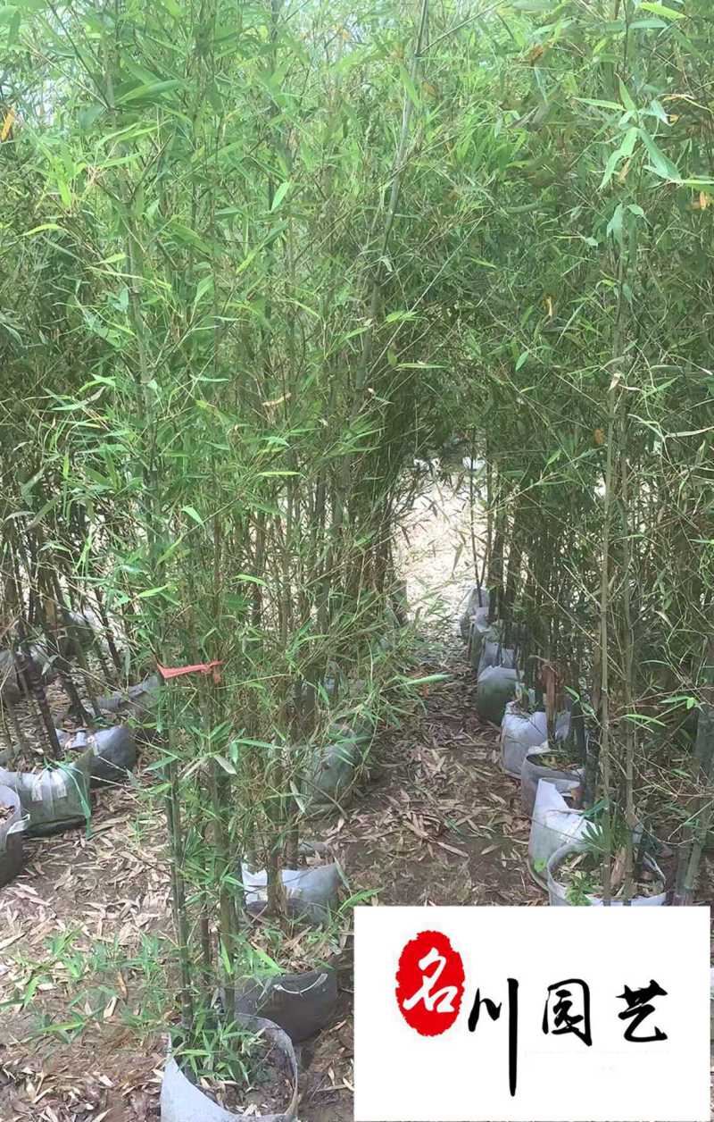 黑竹批发紫竹苗圃基地直销成都黑竹价格自产自销量大价