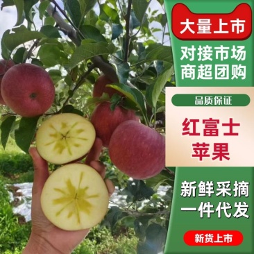 大凉山盐源糖心红富士苹果一件代发对接商超市场等