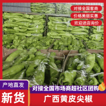 黄皮尖椒表皮光滑无虫眼新鲜发货全国走货