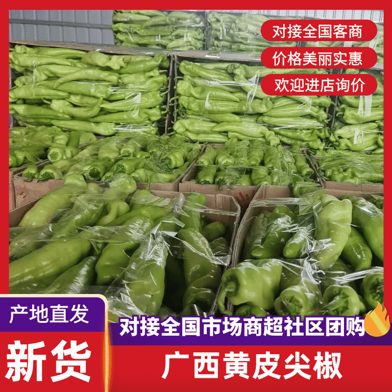 黄皮尖椒表皮光滑无虫眼新鲜发货全国走货