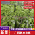 【买家认可】黄皮尖椒种植面积百亩实力供货对接市场