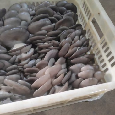 精品蘑菇大量上市产地直发价格优惠品质保证对接商超
