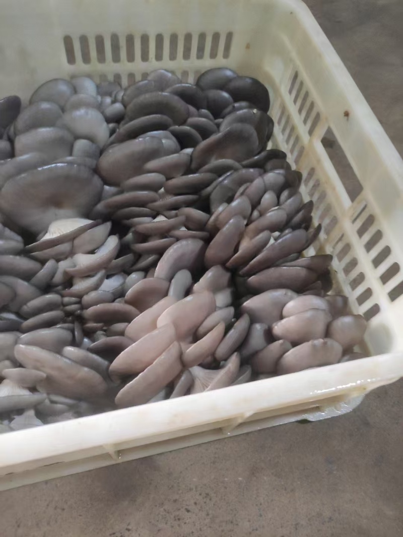 精品蘑菇大量上市产地直发价格优惠品质保证对接商超