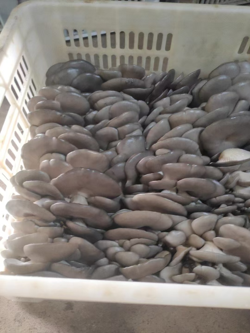 精品蘑菇大量上市产地直发价格优惠品质保证对接商超