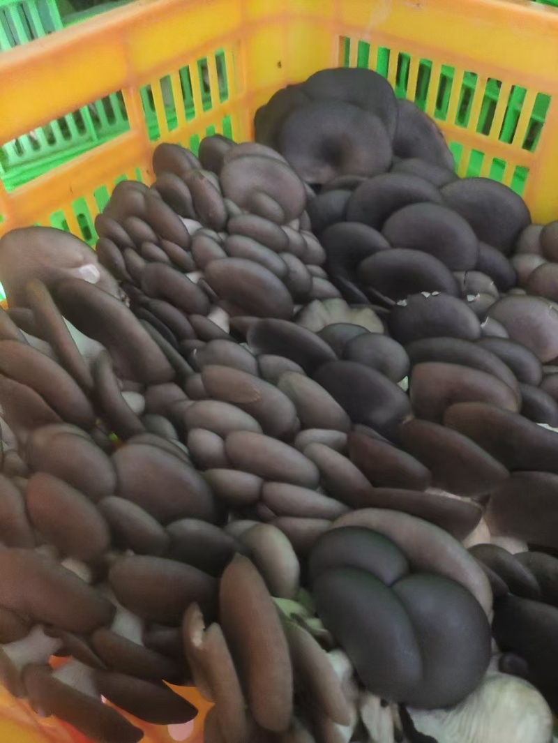 精品蘑菇大量上市产地直发价格优惠品质保证对接商超