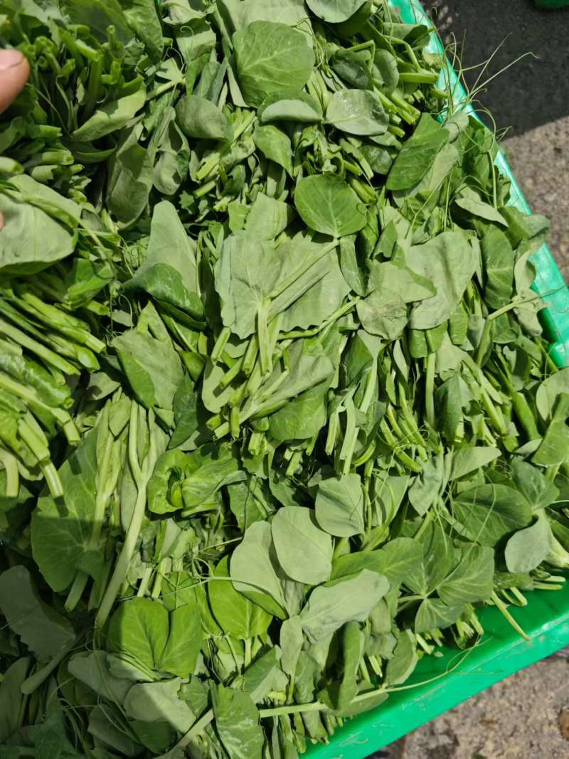 豌豆尖大基地规范专业种植，管理流程完善