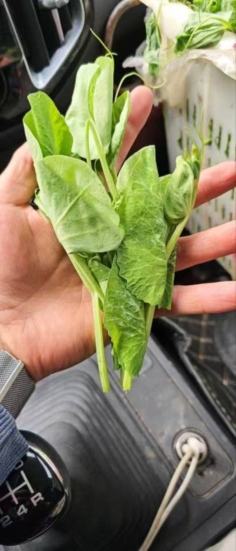 豌豆尖大基地规范专业种植，管理流程完善