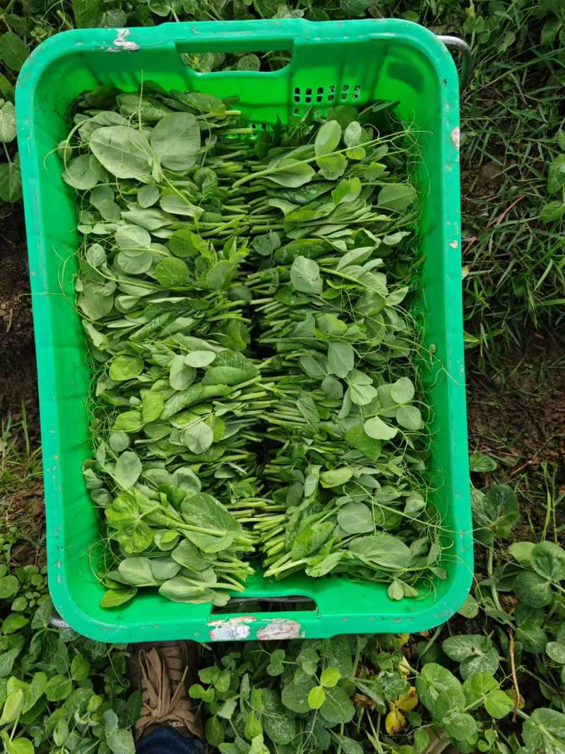 豌豆尖大基地规范专业种植，管理流程完善