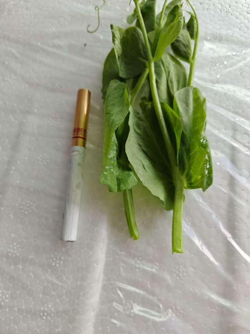 豌豆尖大基地规范专业种植，管理流程完善