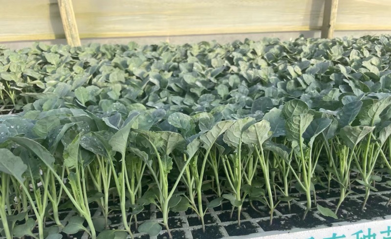 优质翡翠11西蓝花苗保证品质，提供技术指导