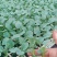 优质翡翠11西蓝花苗保证品质，提供技术指导
