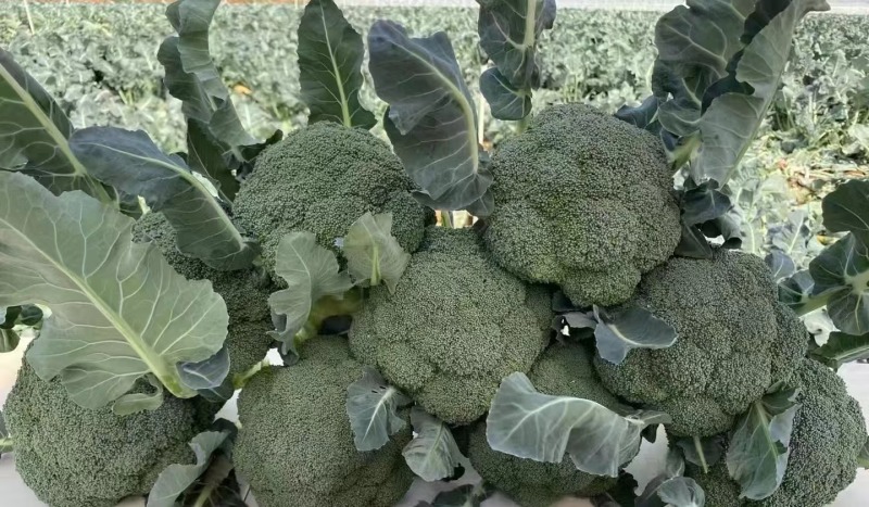 优质翡翠11西蓝花苗保证品质，提供技术指导