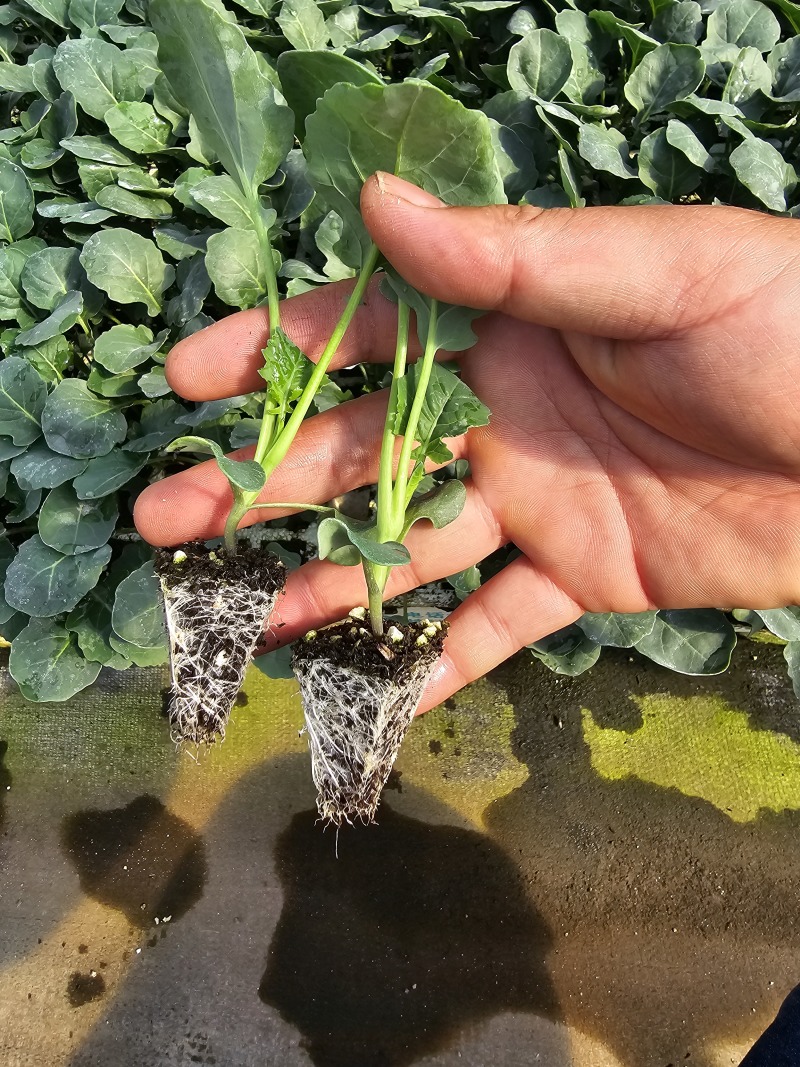 优质翡翠11西蓝花苗保证品质，提供技术指导