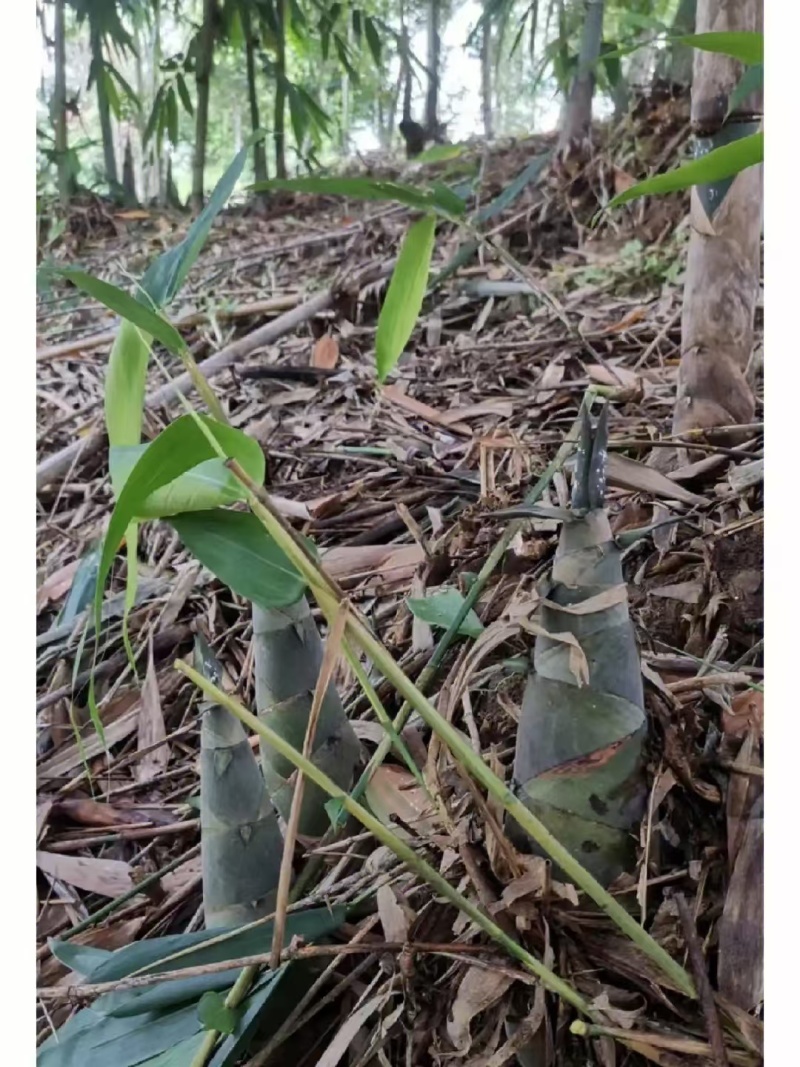 江西鲜笋大量现货产地直发一手货源欢迎沟通