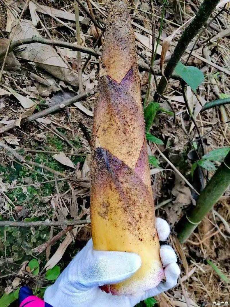 江西鲜笋大量现货产地直发一手货源欢迎沟通