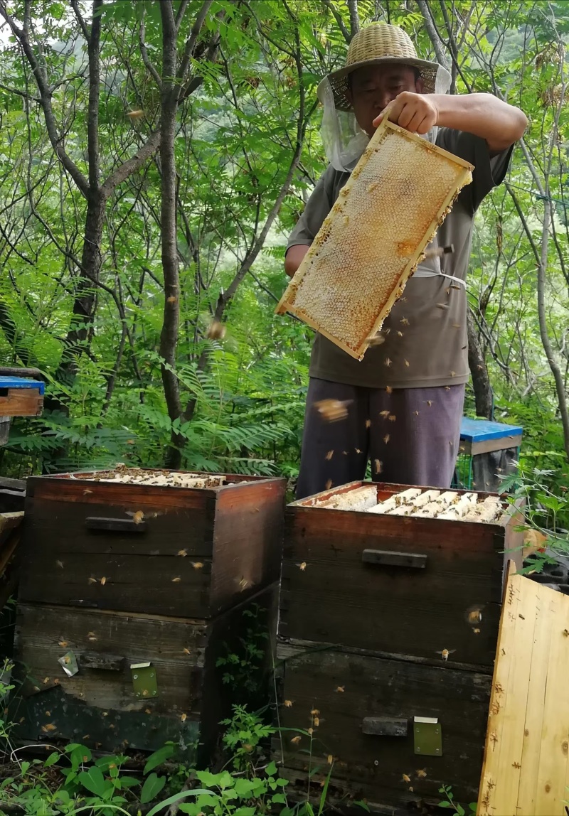 野蜂蜜大量现货产地直发一手货源欢迎沟通