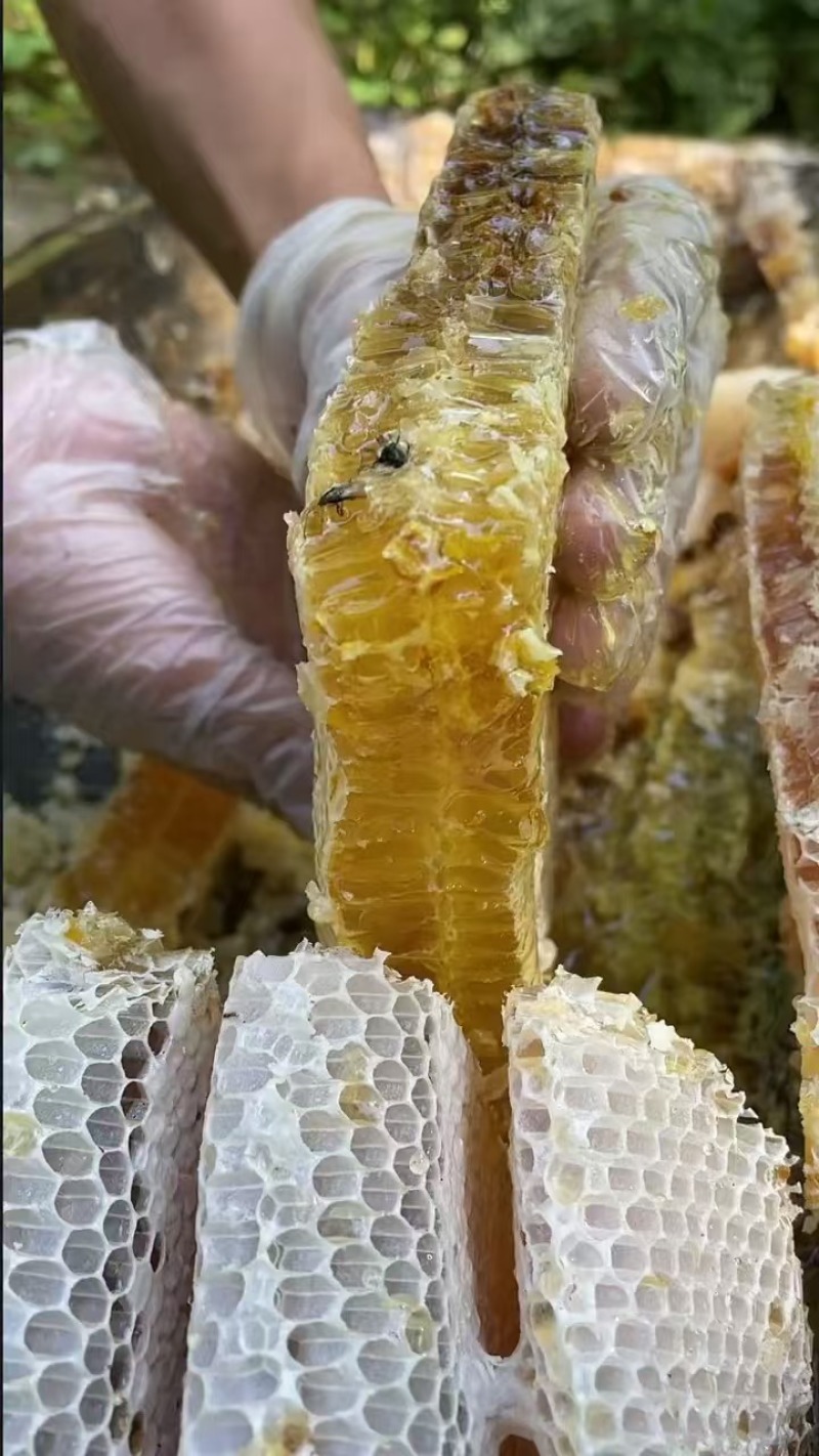 野蜂蜜大量现货产地直发一手货源欢迎沟通