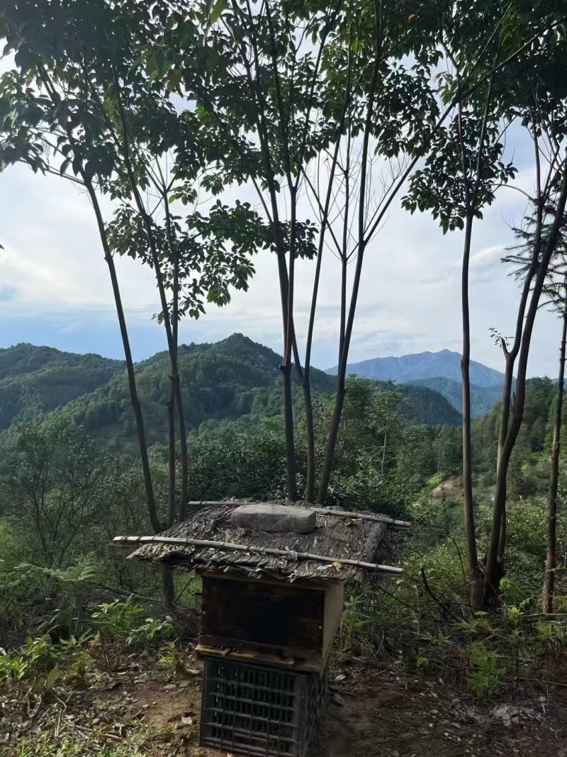 野蜂蜜大量现货产地直发一手货源欢迎沟通