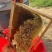野蜂蜜大量现货产地直发一手货源欢迎沟通