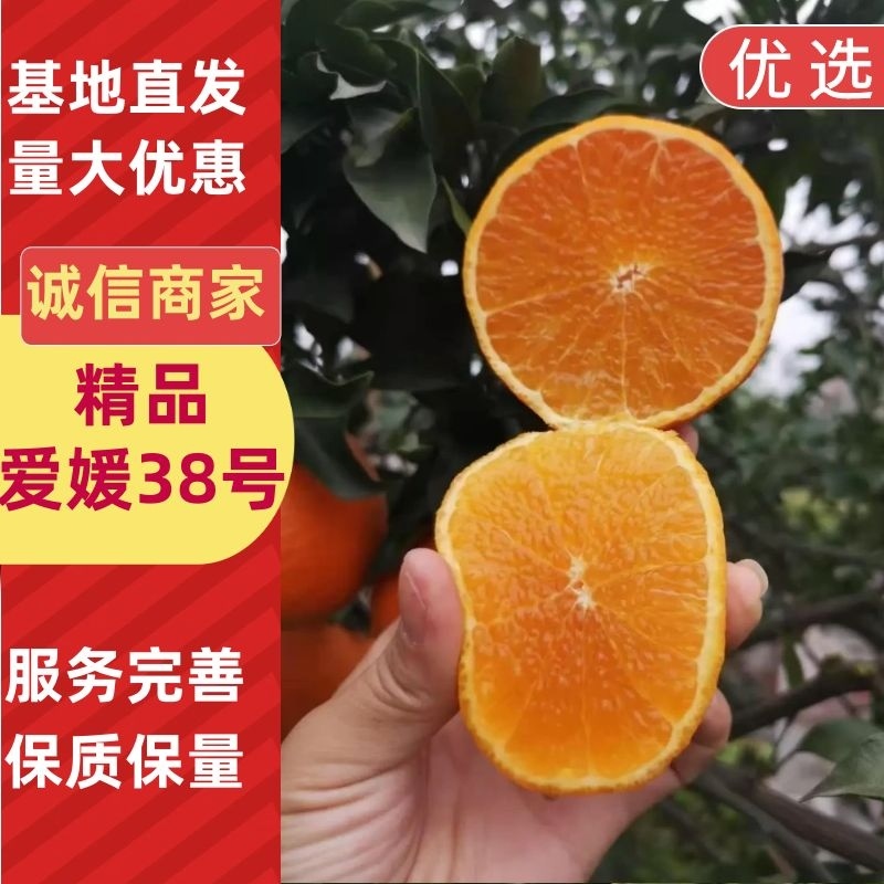 爱媛38号/产地直发/量大价优/一手货源/可电联