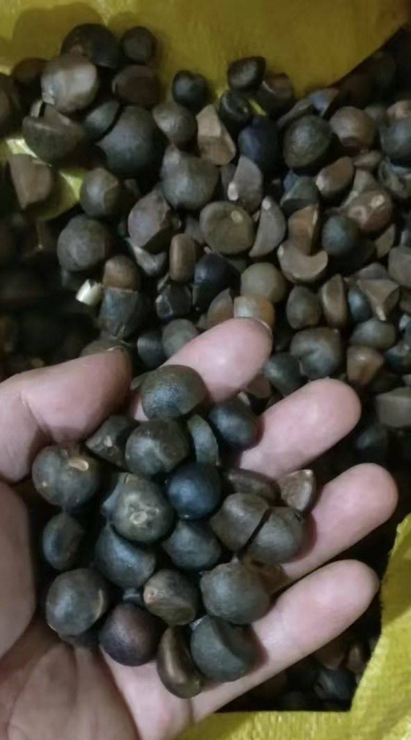 高山山茶油大量现货产地直发一手货源欢迎沟通
