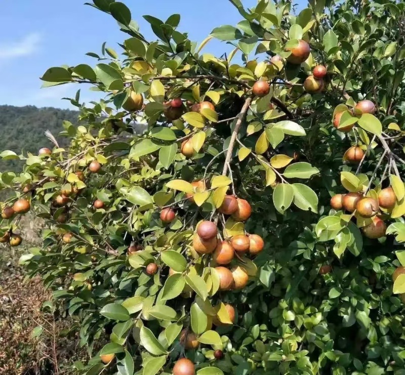 高山山茶油大量现货产地直发一手货源欢迎沟通