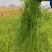河北定州茴香大量货源味道好价格便宜欢迎订购