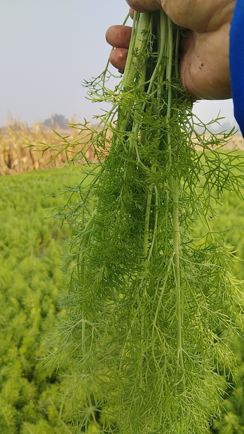 河北定州茴香大量货源味道好价格便宜欢迎订购