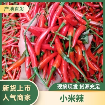 【精品】小米辣产地直发,量大优惠,欢迎采购品质高