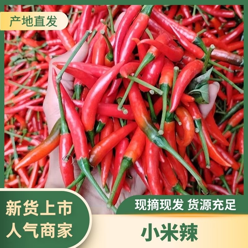 【精品】小米辣产地直发，量大优惠，欢迎采购品质高