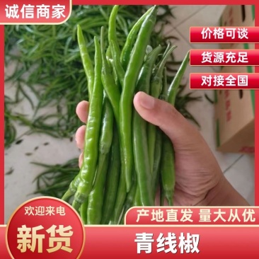 精品3号青线椒,产地直供,货源充足,品质保障欢迎来电