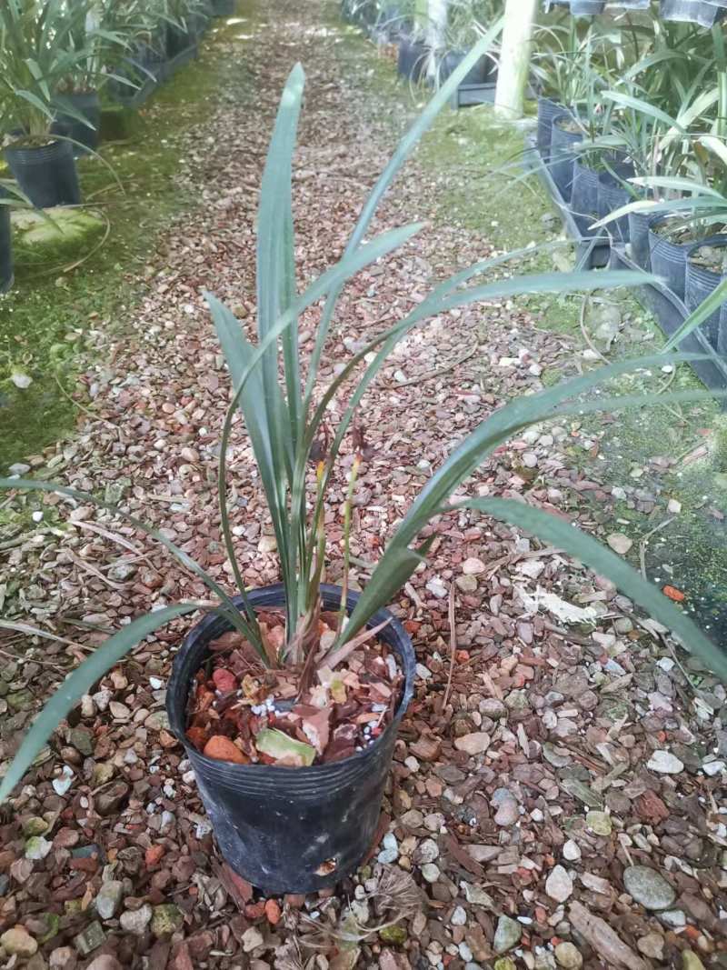 逸红双娇兰花包指导漂亮好养好打理品质保障欢迎咨询