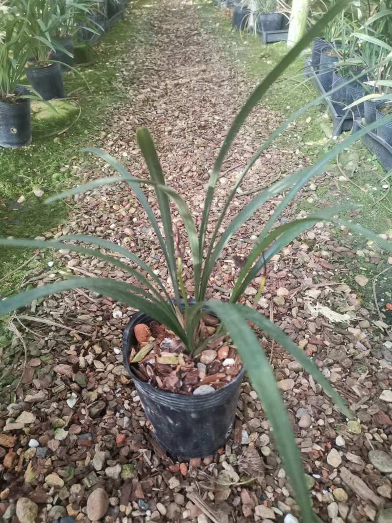 逸红双娇兰花包指导漂亮好养好打理品质保障欢迎咨询