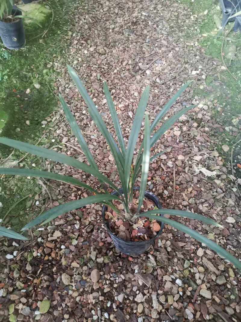 逸红双娇兰花包指导漂亮好养好打理品质保障欢迎咨询