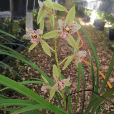 朝阳三星兰花包指导漂亮好养好打理品质保障欢迎咨询