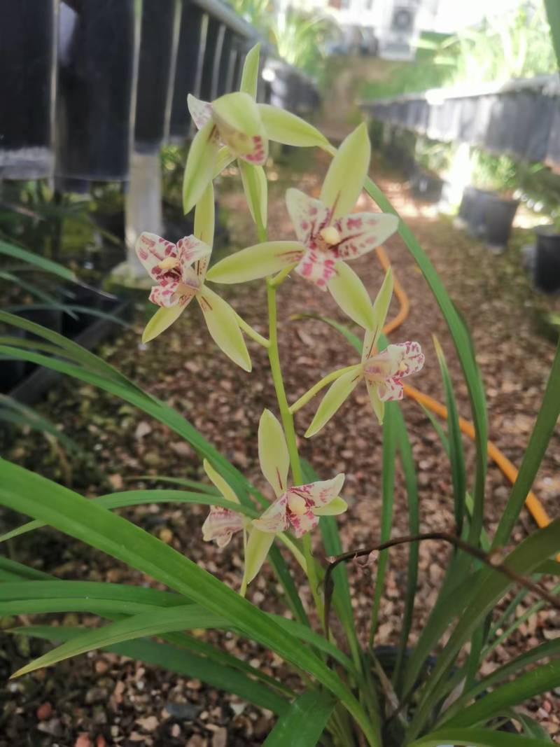 朝阳三星兰花包指导漂亮好养好打理品质保障欢迎咨询