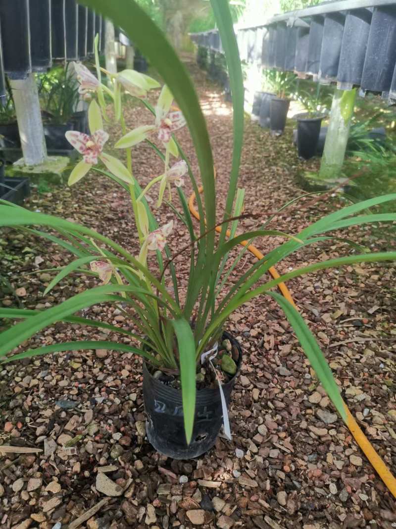 朝阳三星兰花包指导漂亮好养好打理品质保障欢迎咨询