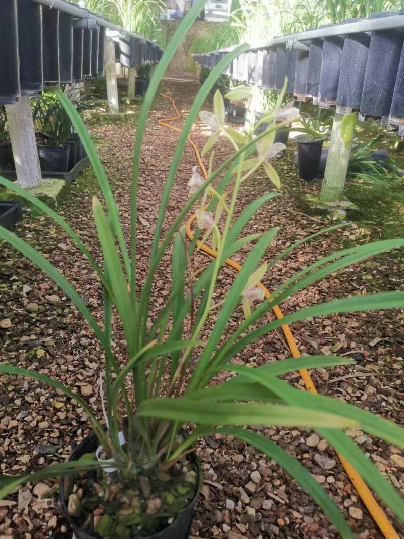 朝阳三星兰花包指导漂亮好养好打理品质保障欢迎咨询