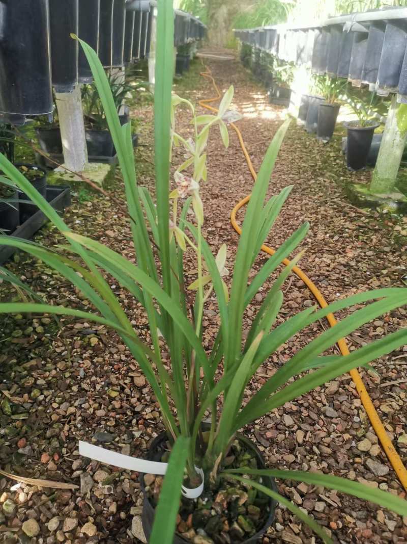 朝阳三星兰花包指导漂亮好养好打理品质保障欢迎咨询