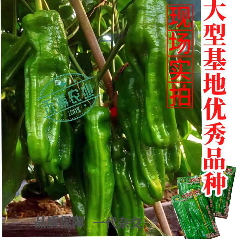 久保田999辣椒种子早熟大果薄皮味辣绿皮坐果能力强