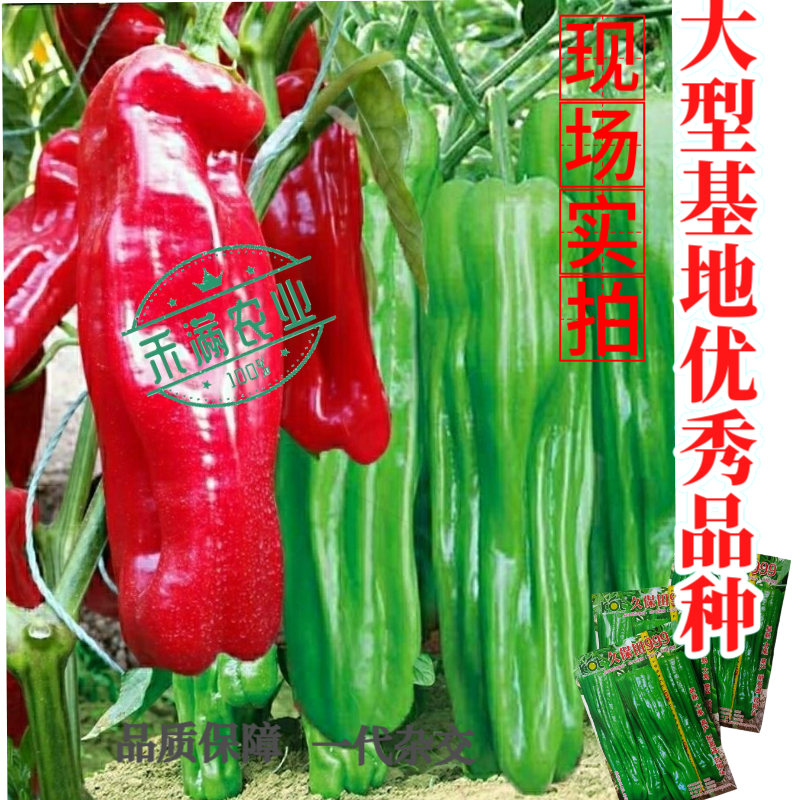 久保田999辣椒种子早熟大果薄皮味辣绿皮坐果能力强
